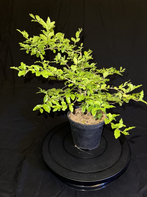 Ligustrum Japonicum o Ligustro Giapponese Foglia Gialla - immagine 6