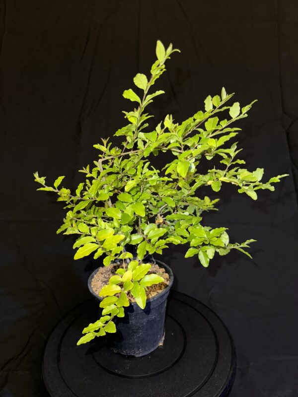 Ligustrum Japonicum o Ligustro Giapponese Foglia Gialla - immagine 8